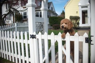 Dog looking out from garden fence on hind legs