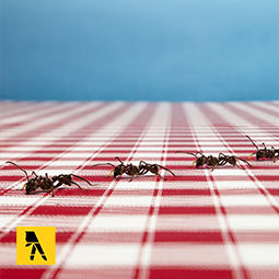 ants in a line