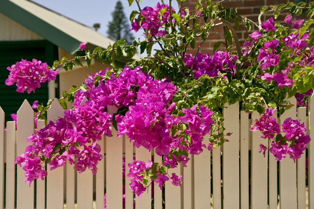 Yellow-Pages-bougainvillea-flowering-season-australia